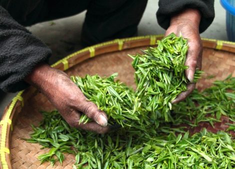 Mindent a teafáról