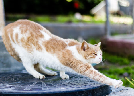 Miért nem stresszelnek az állatok, avagy állati jó stressz oldó megoldások